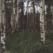 Trees of Beltane Birch