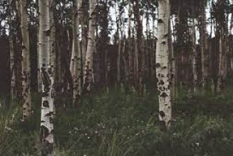 Trees of Beltane Birch