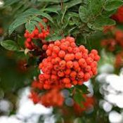 Trees of Beltane, Rowan