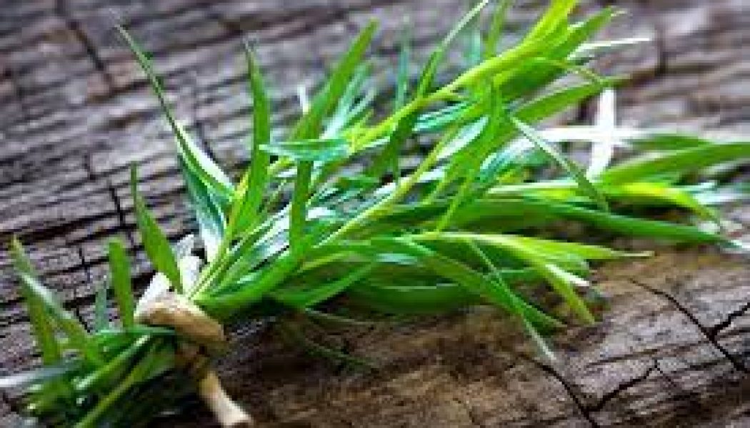 French Tarragon