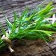 French Tarragon