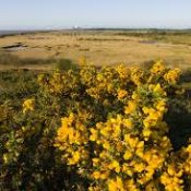 Gorse