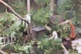 Hedgewitch: Celebrating Your Personal Environment