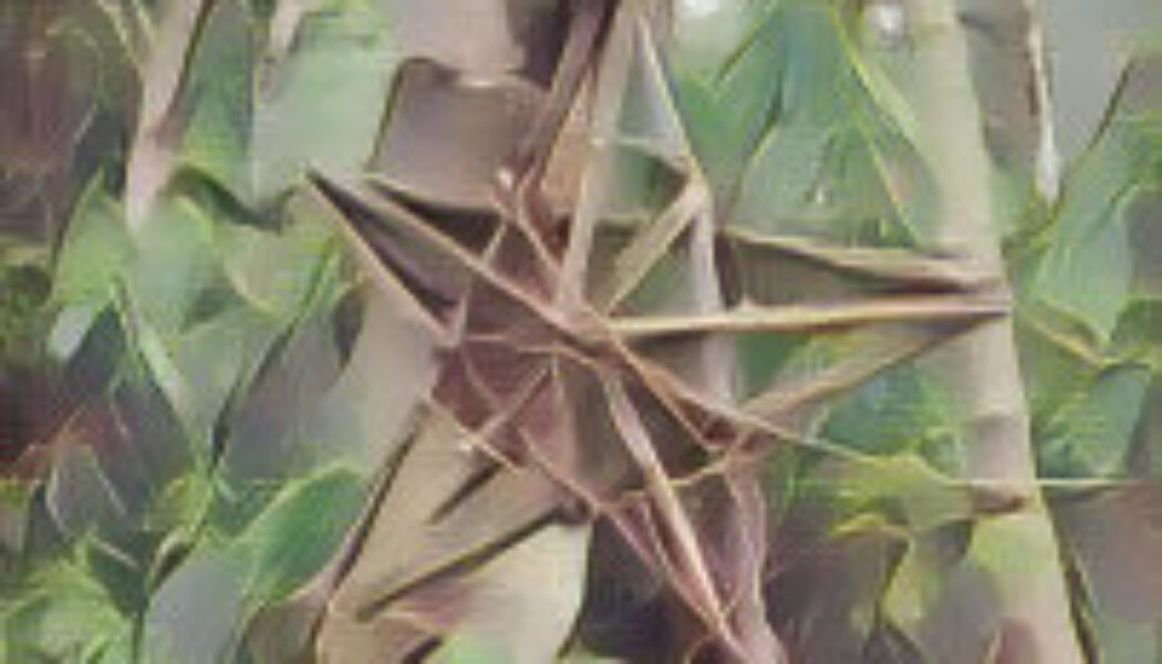 Hedgewitch Nature: Your Secret Shifter