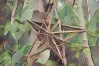 Hedgewitch Nature: Your Secret Shifter