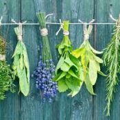 Herbs In Magick