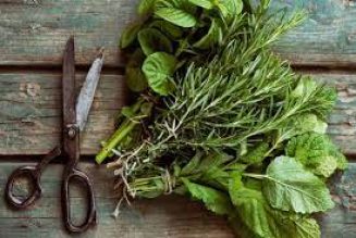 How to Harvest Plants and Herbs