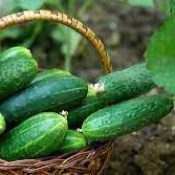 Kitchen Witch: Cucumber