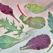 Kitchen Witch: Lettuce