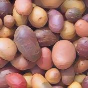 Kitchen Witch: Potato