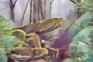 Rite of the Enchanted Woods