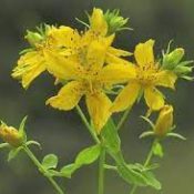 Summer Solstice St John’s Wort Flowers