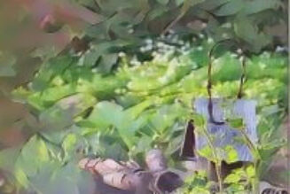 The Hedge Craft – Connecting to the Upperworld