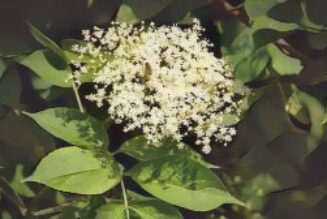 The Hedge Craft – Elder (Sambuccus nigra)