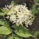 The Hedge Craft – Elder (Sambuccus nigra)
