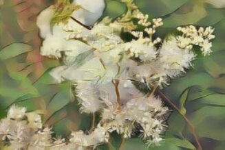 The Hedge Craft – Meadowsweet (Filipendula ulmaria)