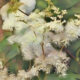 The Hedge Craft – Meadowsweet (Filipendula ulmaria)