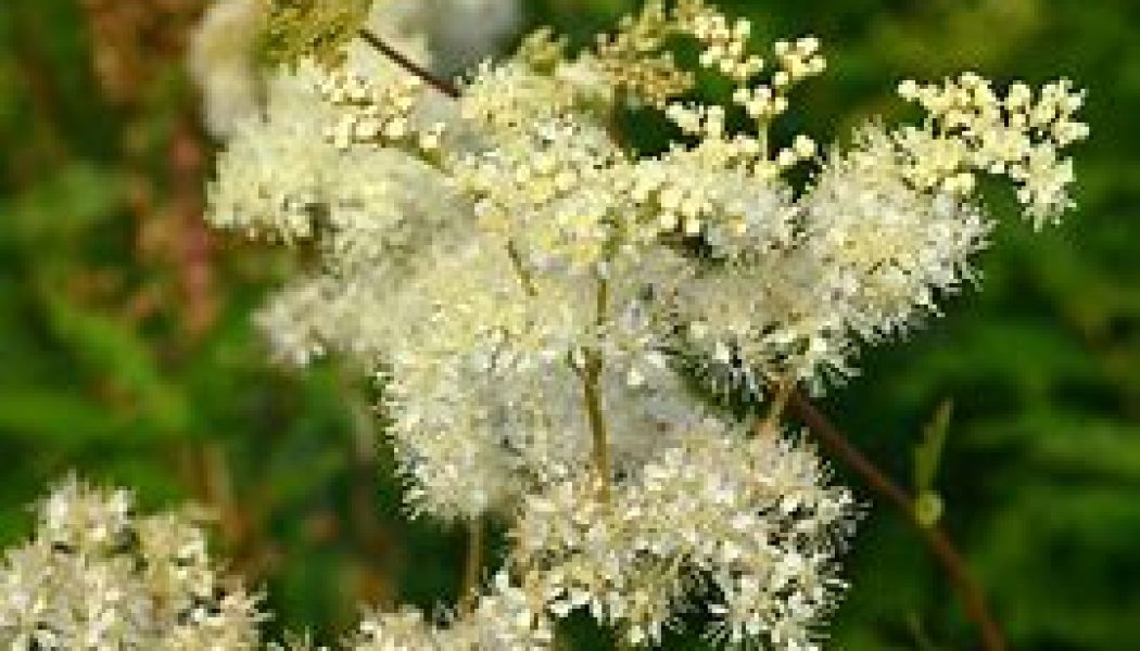 The Hedge Craft – Meadowsweet (Filipendula ulmaria)