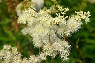 The Hedge Craft – Meadowsweet (Filipendula ulmaria)