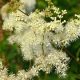 The Hedge Craft – Meadowsweet (Filipendula ulmaria)