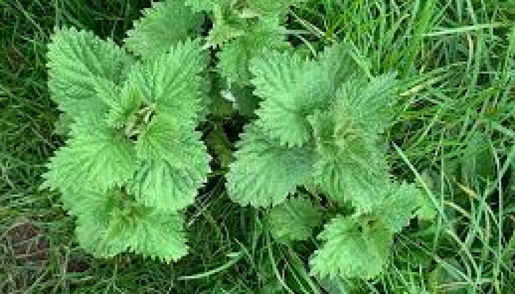 The Hedge Craft – NETTLE (Urtica Dioica)