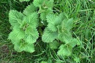 The Hedge Craft – NETTLE (Urtica Dioica)