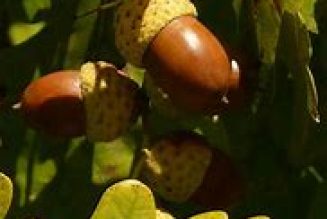The Hedge Craft – OAK (Quercus robur)