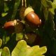 The Hedge Craft – OAK (Quercus robur)