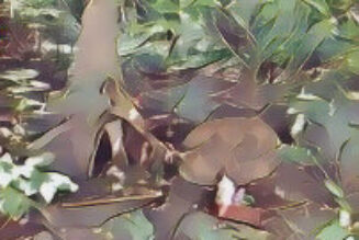 The Hedge – Hedge Riding