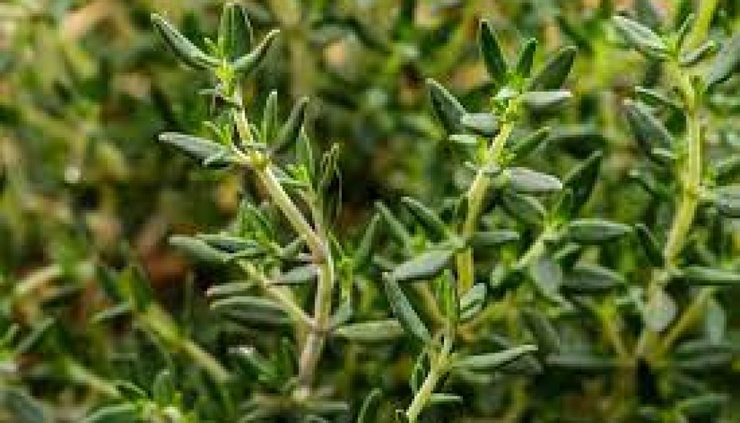 Thyme