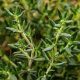 Thyme