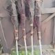Witches Besom with Bristles Up