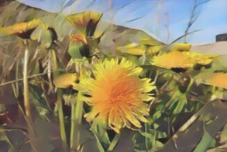 Dandelion (taraxacum officinale)
