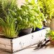 Growing Your Herbs Indoors