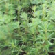 CLEAVERS