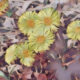 COLTSFOOT