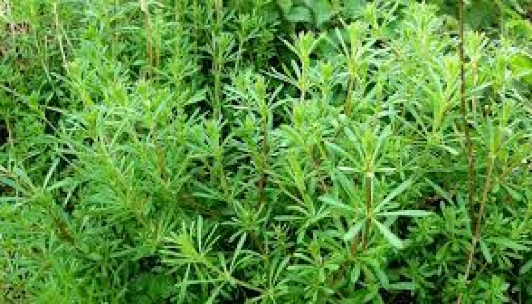 CLEAVERS