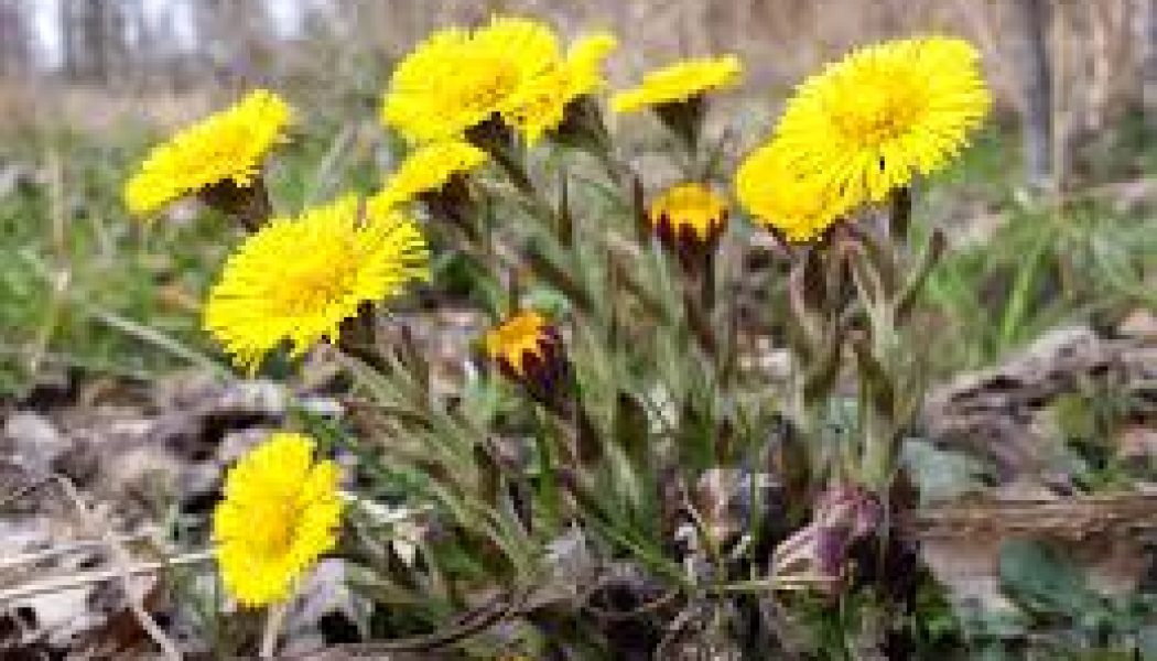 COLTSFOOT