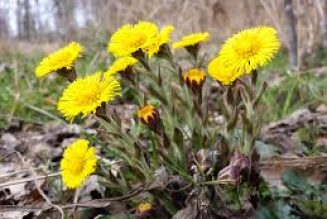 COLTSFOOT