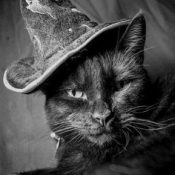 Cats as Witches Familiars