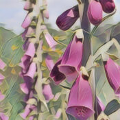 Fox Glove