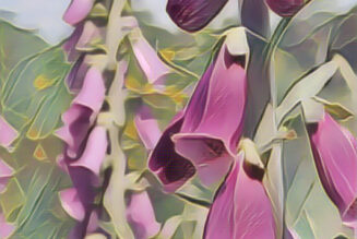Fox Glove