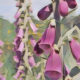 Fox Glove