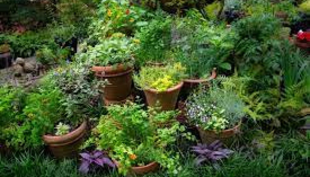 A Witch’s Glossary of Herbs