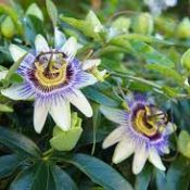 Herbal Cures for anxiety: Passionflower