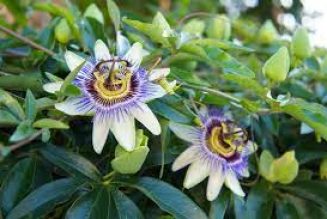 Herbal Cures for anxiety: Passionflower