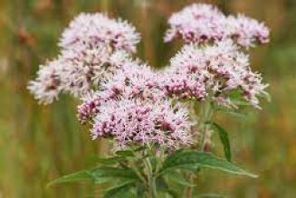 Herbal Cures for anxiety: VALERIAN