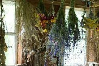 Herbs Associated with Dream Magick