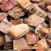 Petrified Wood