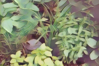 Plant and Herb Magick